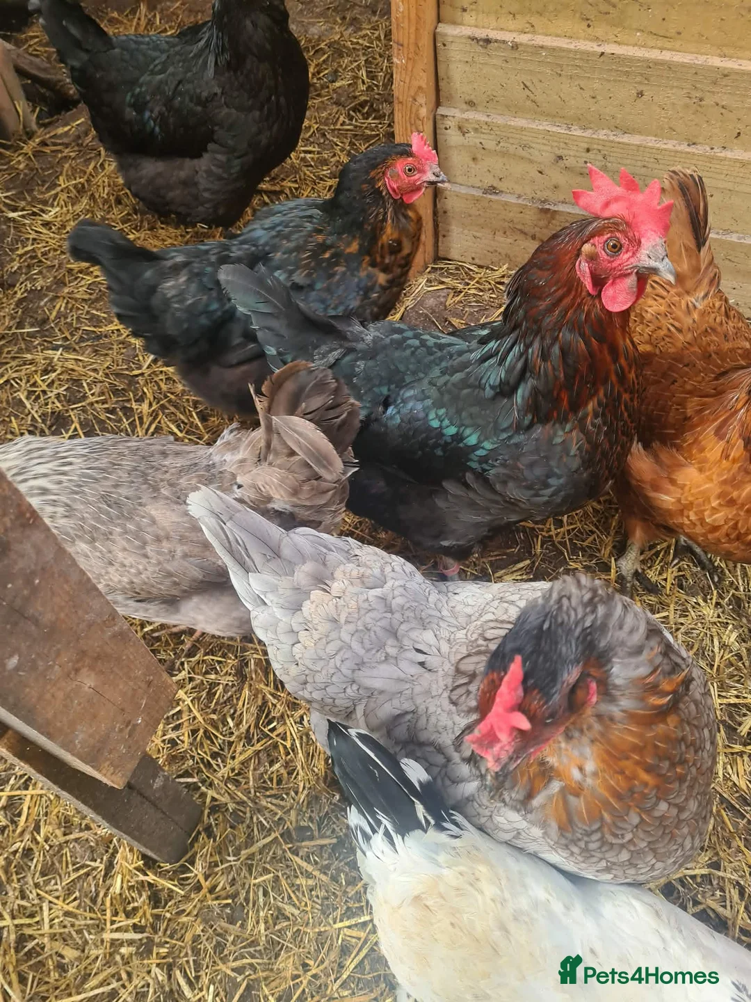 Chickens poultry for sale: Turkeys  and chickens for sale in Blackpool - Advert 1