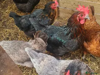 Chickens poultry Turkeys and chickens for sale - Advert 13