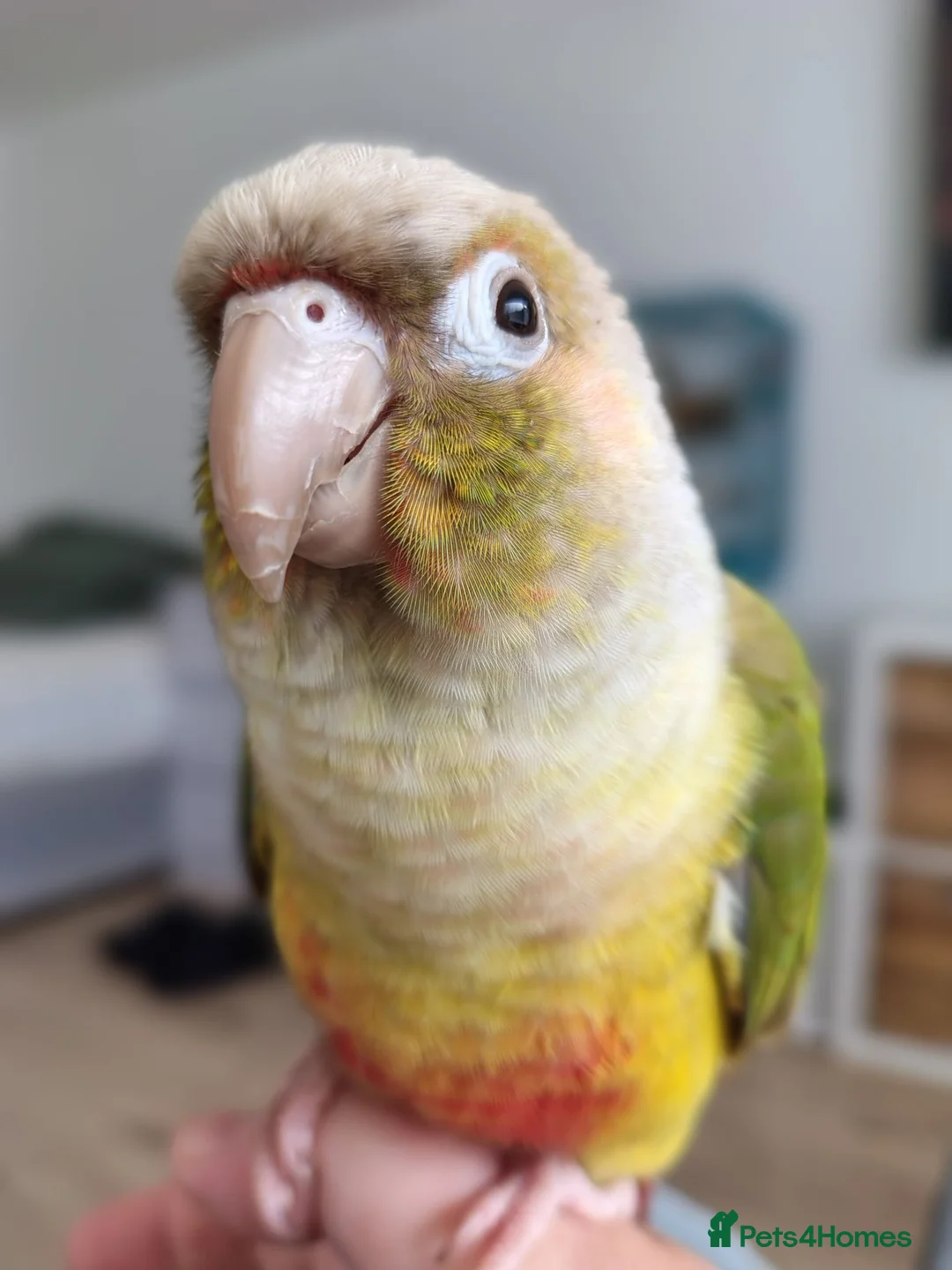 Conures birds for sale: Pineapple Conure DNA Male  in Liverpool - Advert 1
