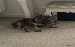 Mixed Breed dogs for sale: Well Behaved Frenchie (re-home) - Image 3
