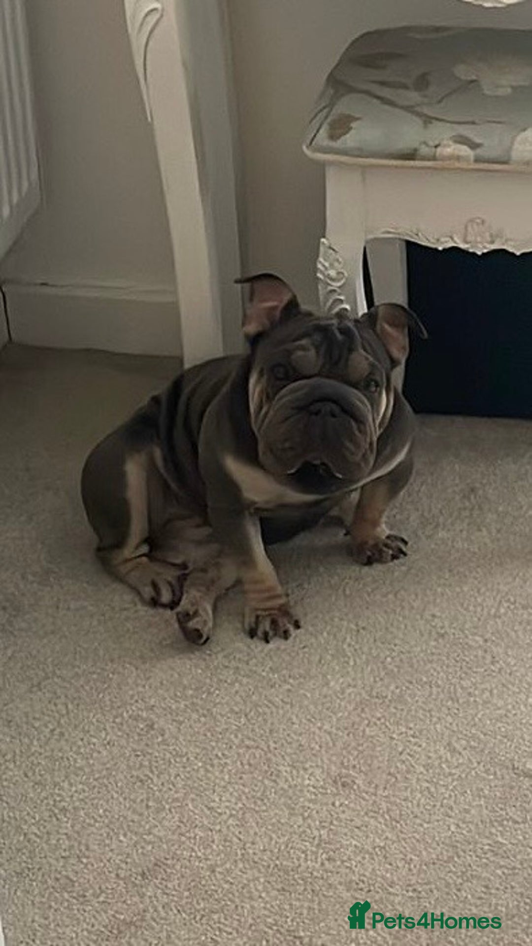 Mixed Breed dogs for sale: Well Behaved Frenchie (re-home) - Image 3