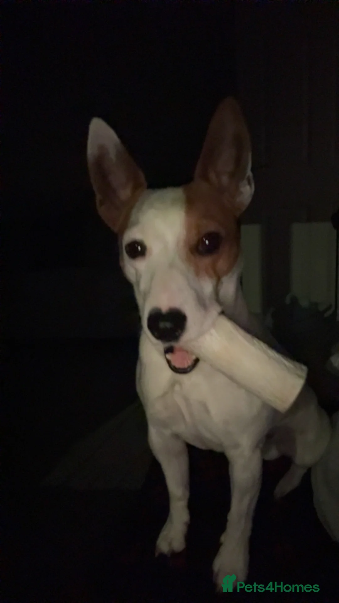 Jack Russell dogs for sale: Jack Russell Male  in Holyhead - Advert 7