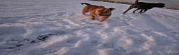 American Bully dogs for sale: Micro bully for rehoming - Advert 1