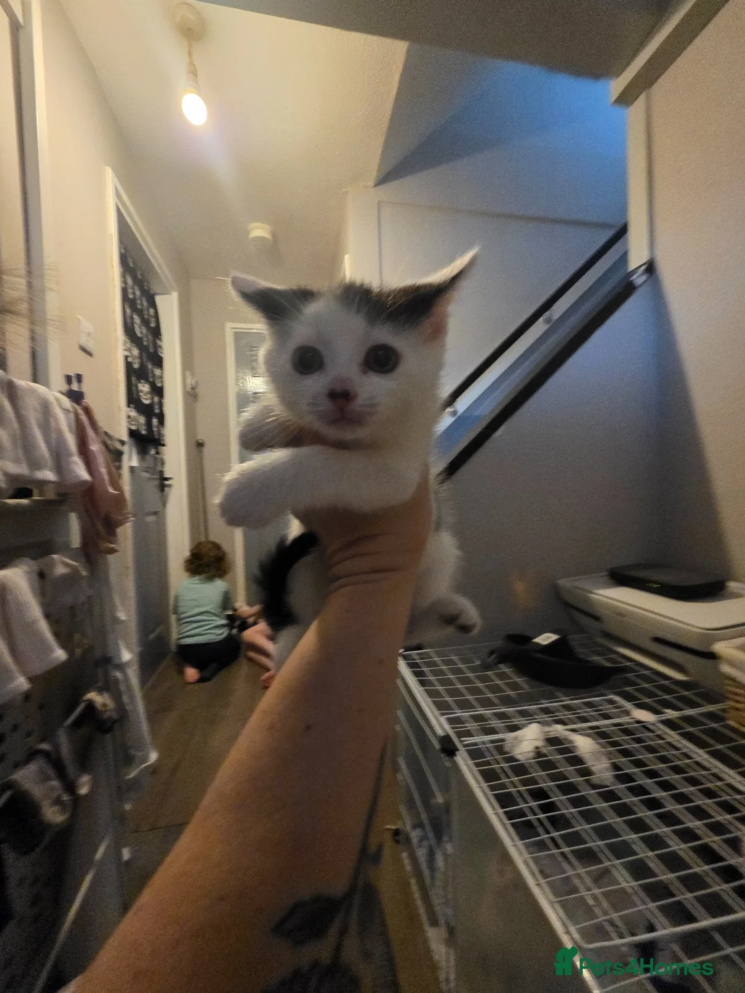 Mixed Breed cats for sale: 4 female kittens  - Advert 6