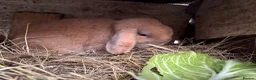 Mini Lop rabbits for sale: Friendly male minilop - Advert 4