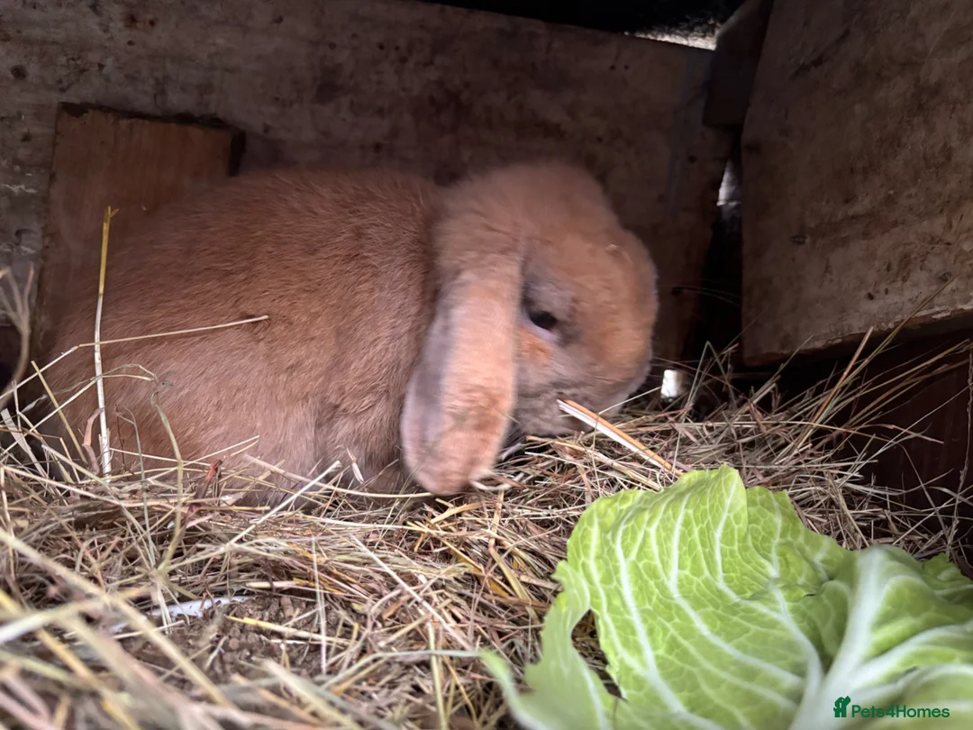 Mini Lop rabbits for sale: Friendly male minilop - Advert 4