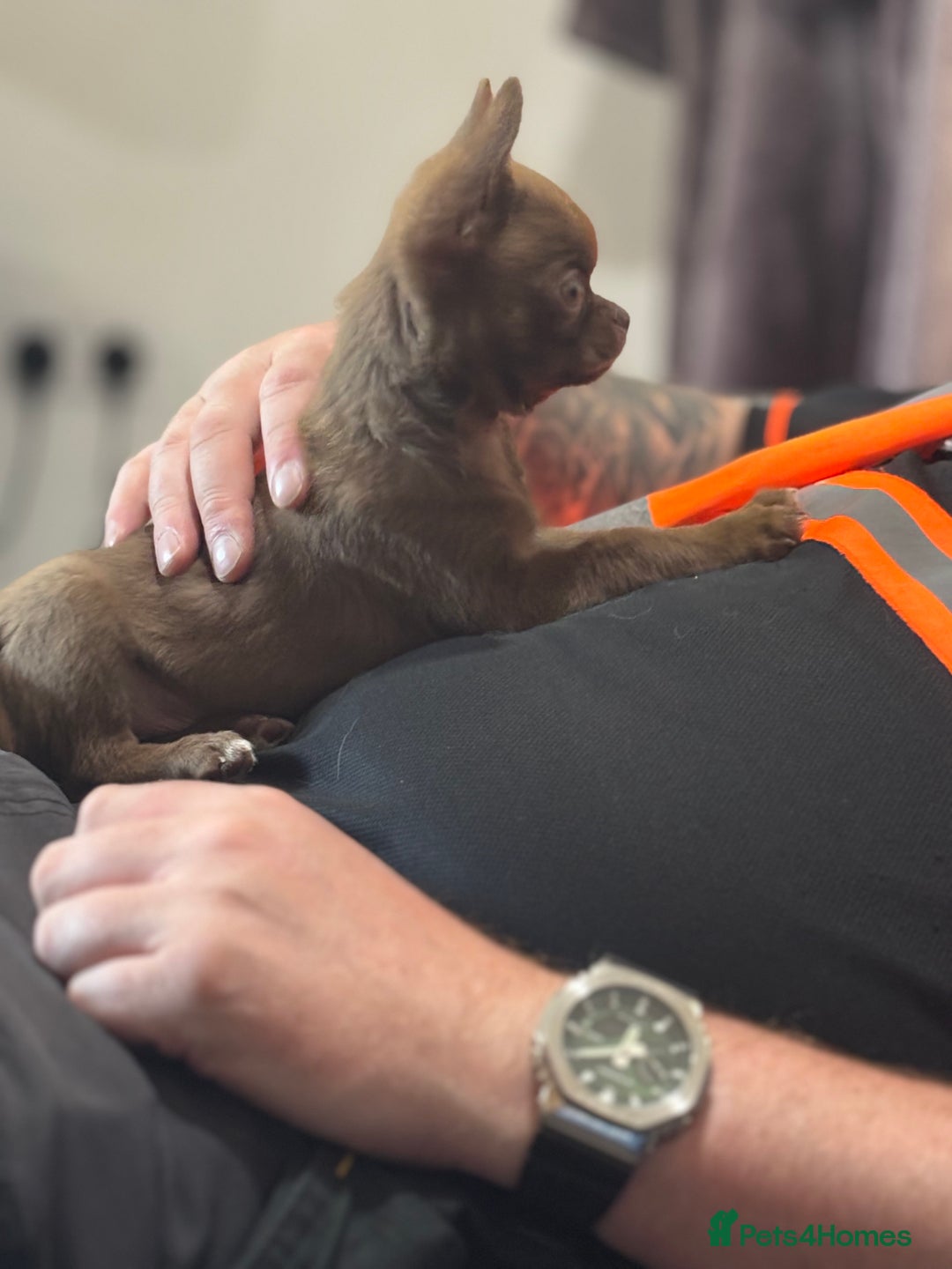 Chihuahua dogs for sale: Was my keeper, KC🩵 amazing future STUD or PET 🏡 - Image 3