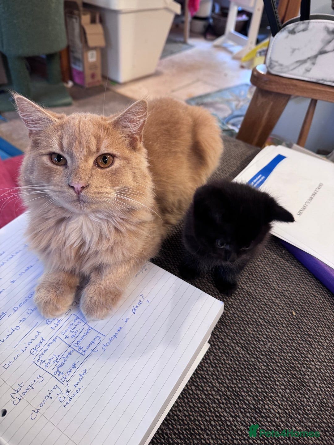 Mixed Breed cats for sale: 2 7 month old kittens - Advert 9