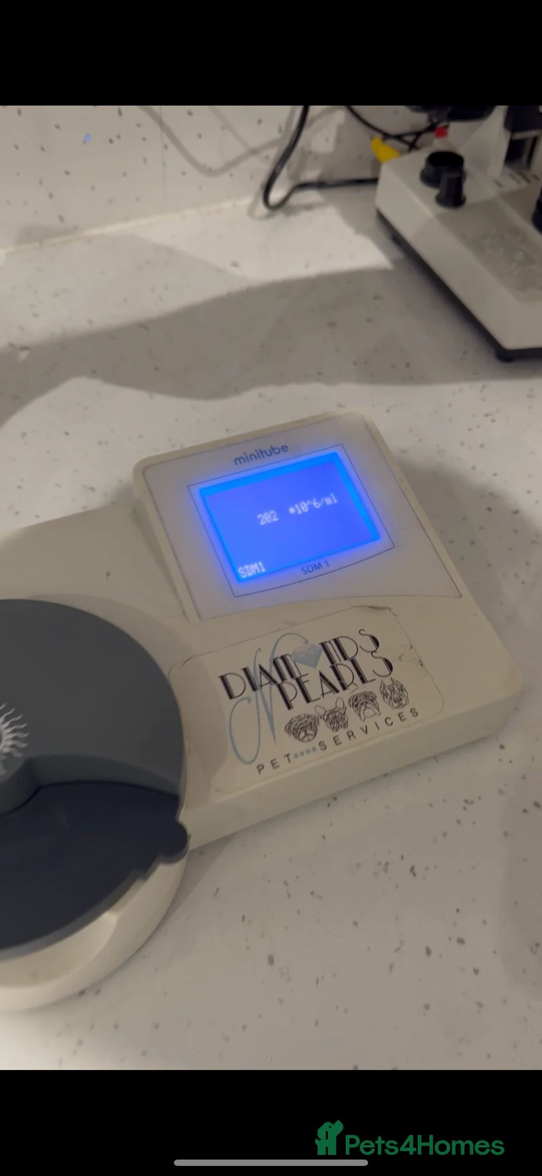 English Bulldog dogs for stud: Stunning Red/white English bulldog for stud  - Advert 11