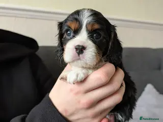 Cavalier King Charles Spaniel dogs LAST DNA TESTED CAVALIER KING CHARLES SPANIEL - Advert 4