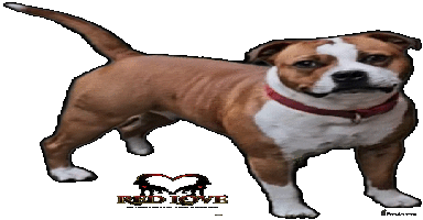 Staffordshire Bull Terrier dogs - Advert 6