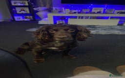 Cocker Spaniel dogs for sale: Cocker spaniel puppies  - Advert 1