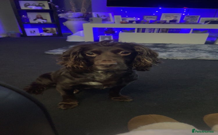 Cocker Spaniel dogs Cocker spaniel puppies  - Advert 14