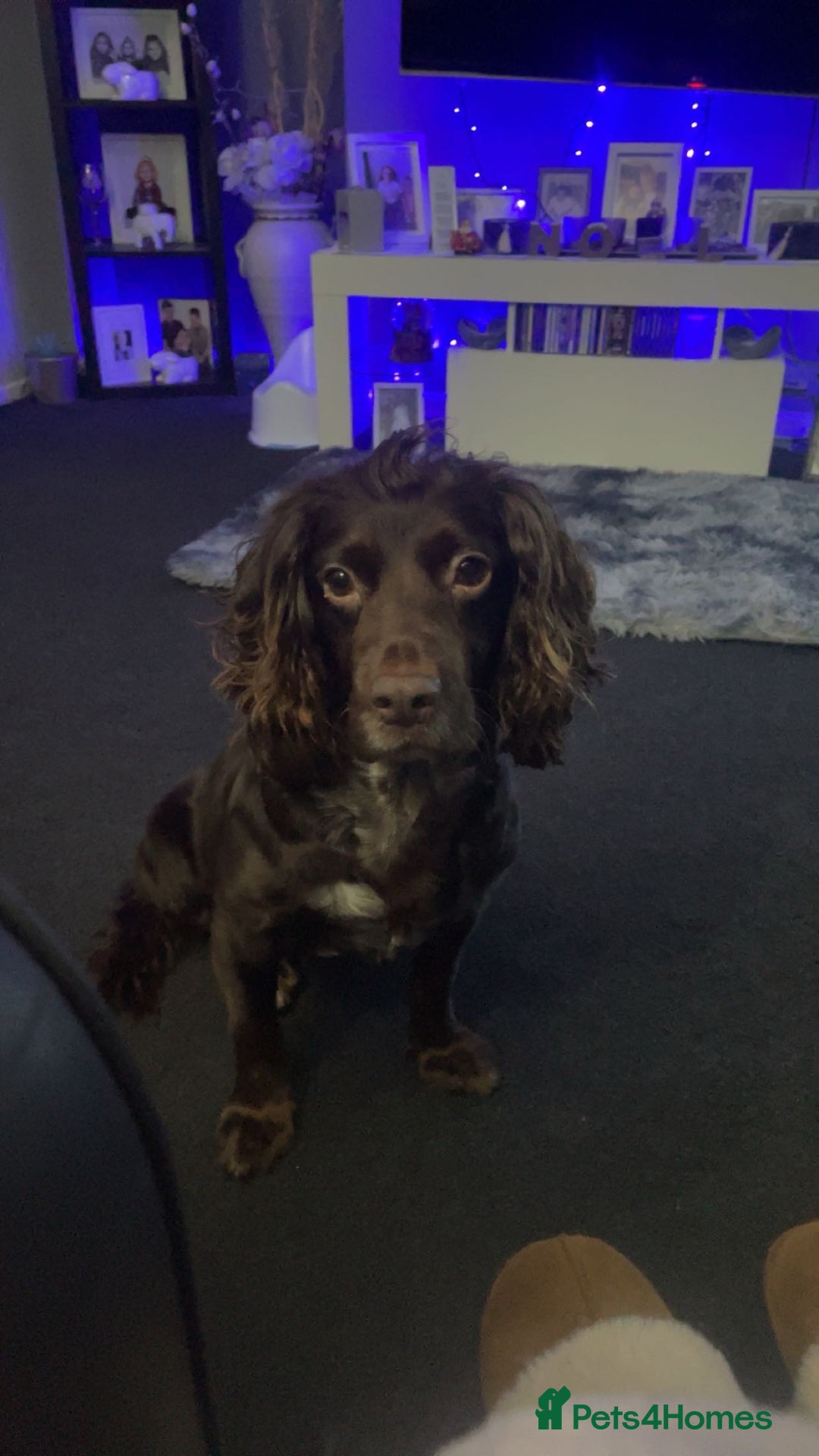 Cocker Spaniel dogs for sale: Cocker spaniel puppies  - Advert 1