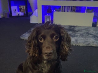 Cocker Spaniel dogs for sale: Cocker spaniel puppies - Advert 1