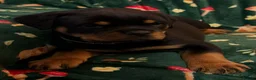 Rottweiler dogs for sale: Beautiful Rottweiler Puppies Available  - Advert 39