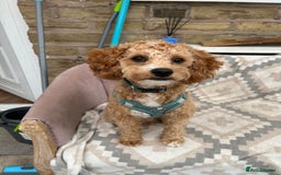 Cavachon dogs for sale: Cavapoochon  - Image 3