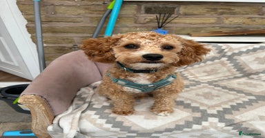 Cavachon dogs - Advert 4