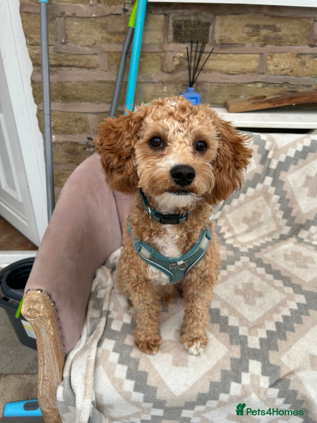 Cavachon dogs for sale: Cavapoochon  - Image 3