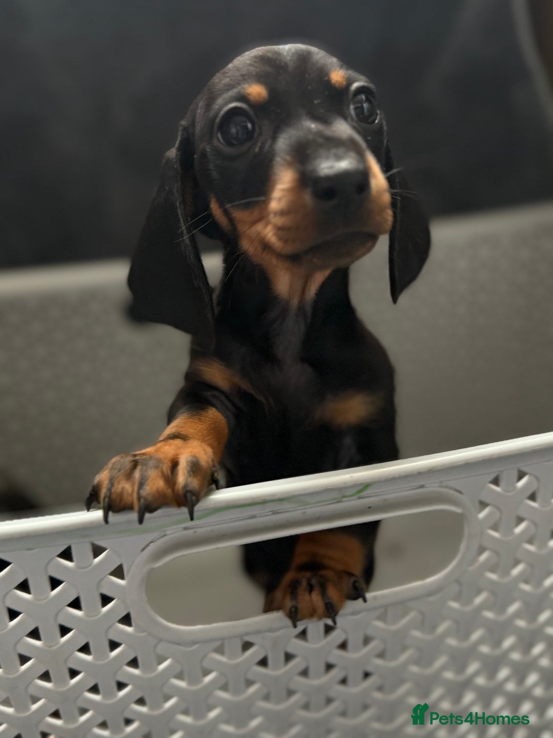 Dachshund dogs for sale: Miniature dachshund  - Image 3