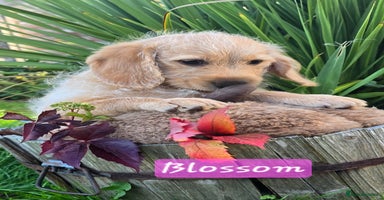 Labrador Retriever dogs - Advert 10