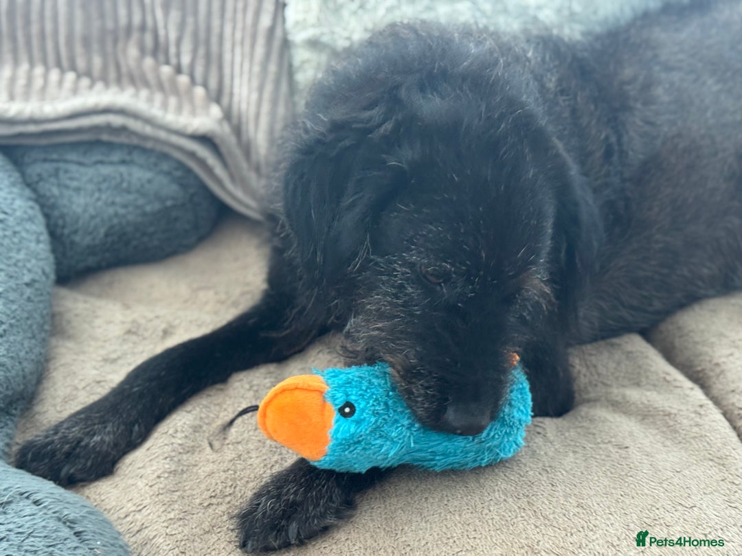 Mixed Breed dogs for adoption: Miro is desperate to find his special Person 💙 - Advert 7