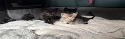 Russian Blue cats for sale: 2 beautiful black kitty’s and 1 gorgeous grey cat - Advert 12