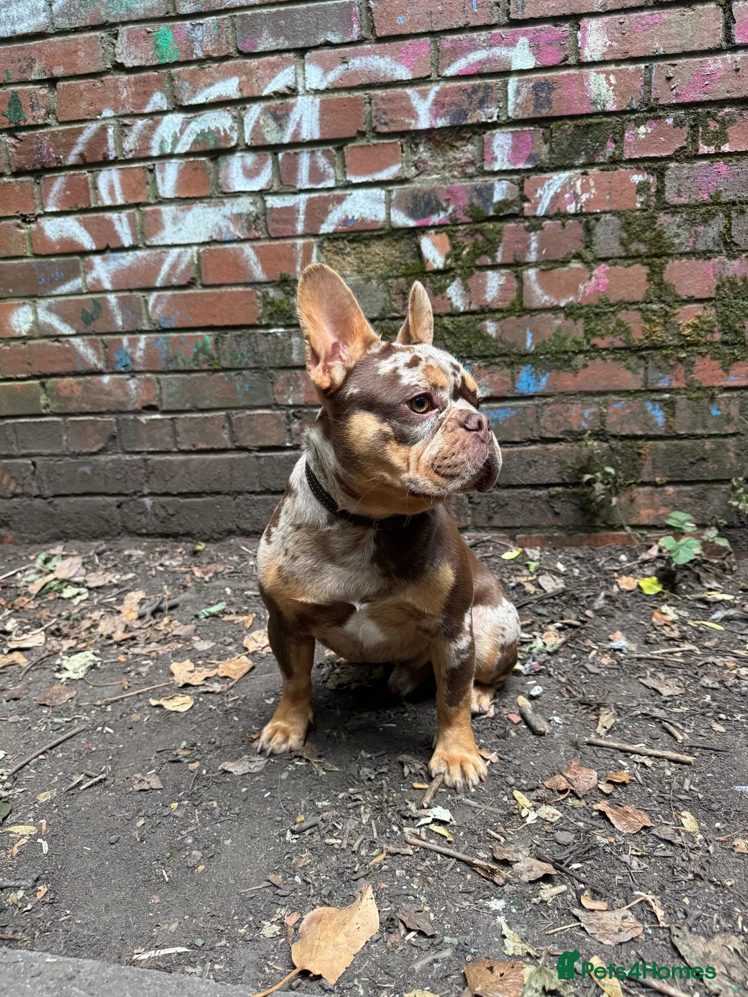 French Bulldog dogs for stud: Premium Rojo Chocolate Merle  - Advert 2