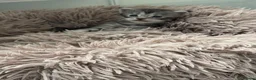 Maine Coon cats for sale: Silver Tabby mainecoon - Advert 9