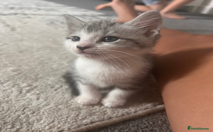 Mixed Breed cats - Advert 13
