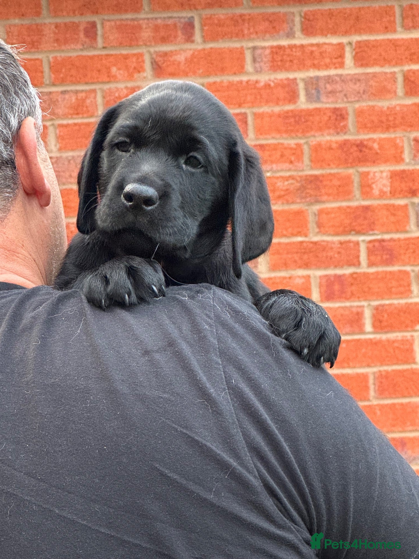 Labrador Retriever dogs Kc registered Black Labrador puppies for sale  - Advert 8