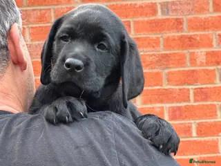Labrador Retriever dogs Kc registered Black Labrador puppies for sale - Advert 8