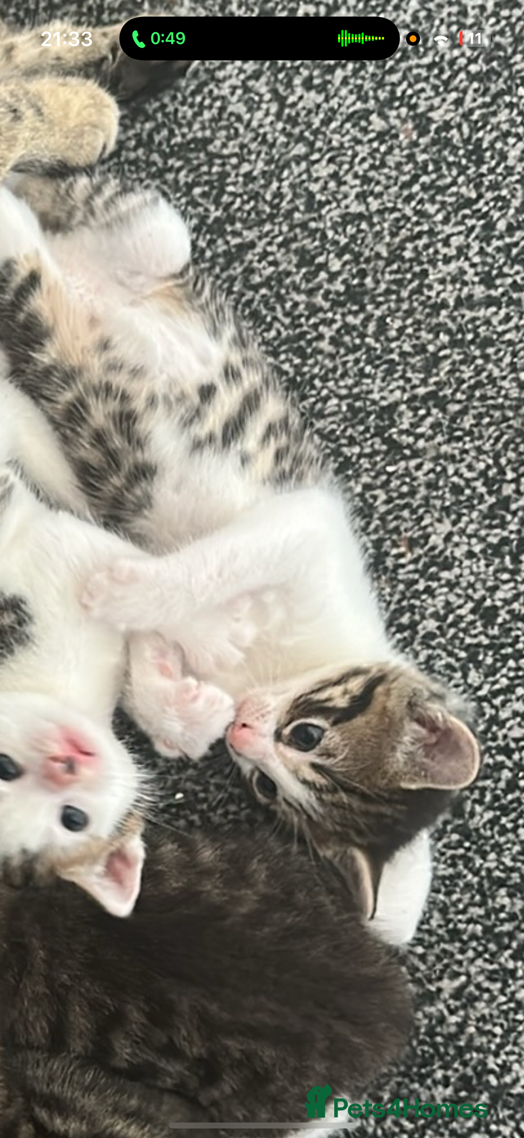 Bengal cats for sale: 3 female and 1 male kitten  - Image 5