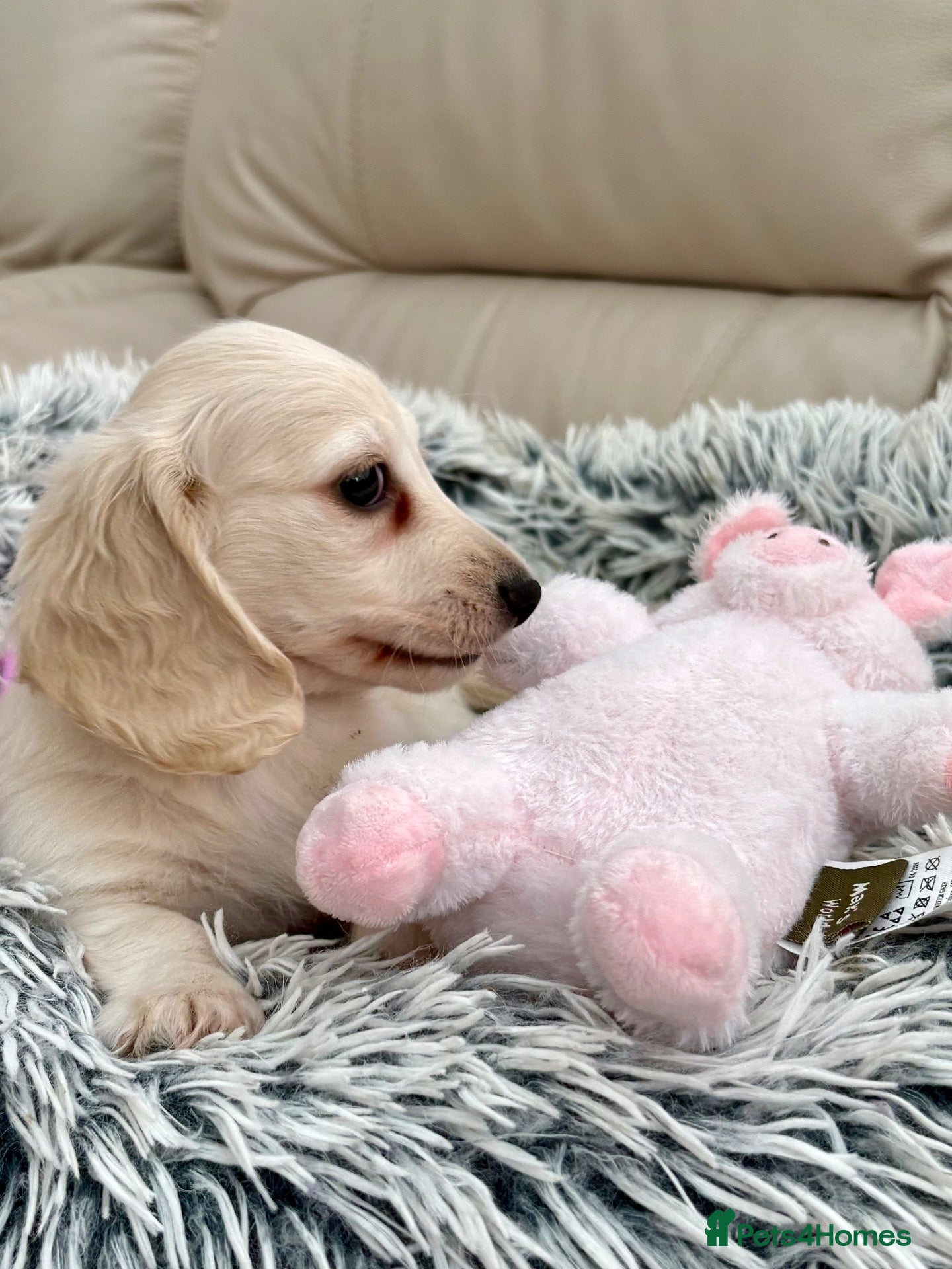 Dachshund dogs  Miniature Long Haired Dachshund puppies - Advert 1