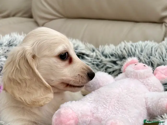 Dachshund dogs Miniature Long Haired Dachshund puppies - Advert 19
