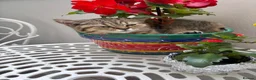 British Shorthair cats for sale: Pedigree British Shorthair  - Advert 7