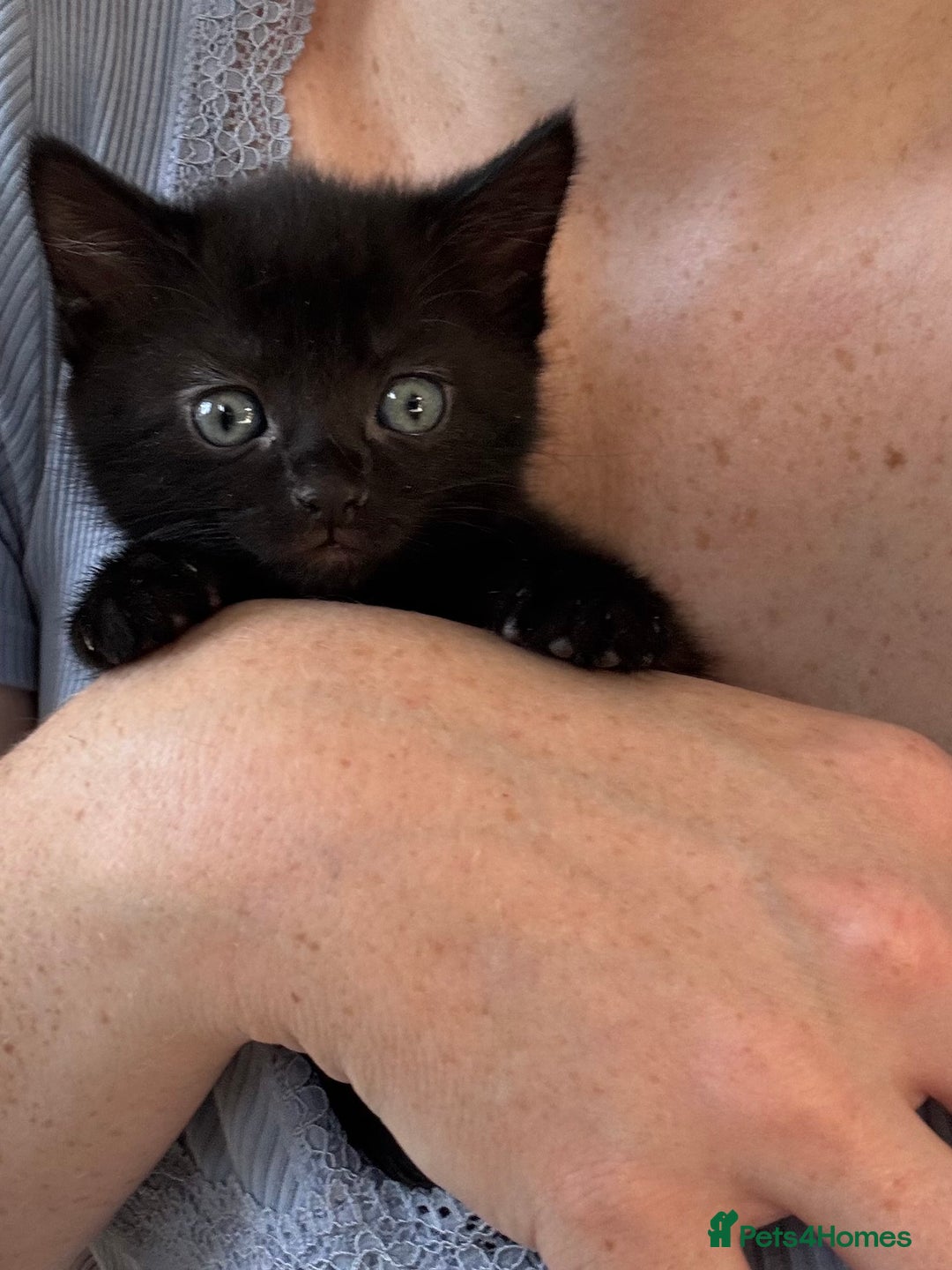 Mixed Breed cats for sale: Beautiful black Tabby Girl - Image 1