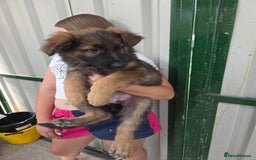 German Shepherd dogs for sale: ⭐️Quality KC Reg Long Coat German Shepherd Pups⭐️  - Image 15