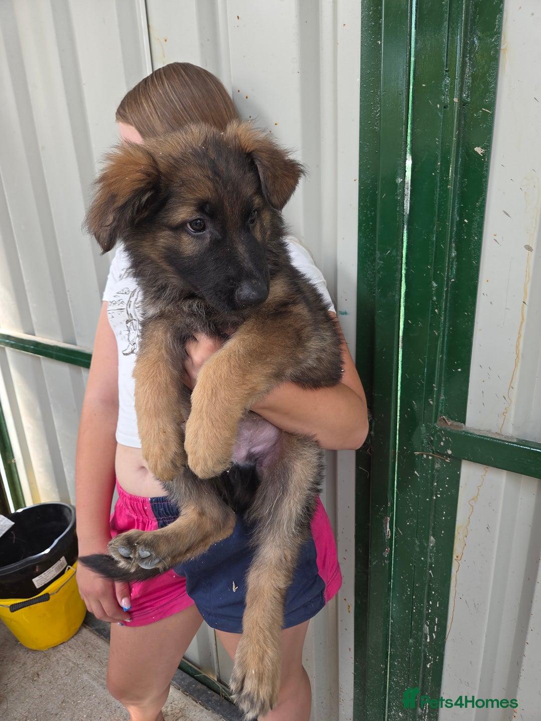 German Shepherd dogs for sale: ⭐️Quality KC Reg Long Coat German Shepherd Pups⭐️  - Image 15