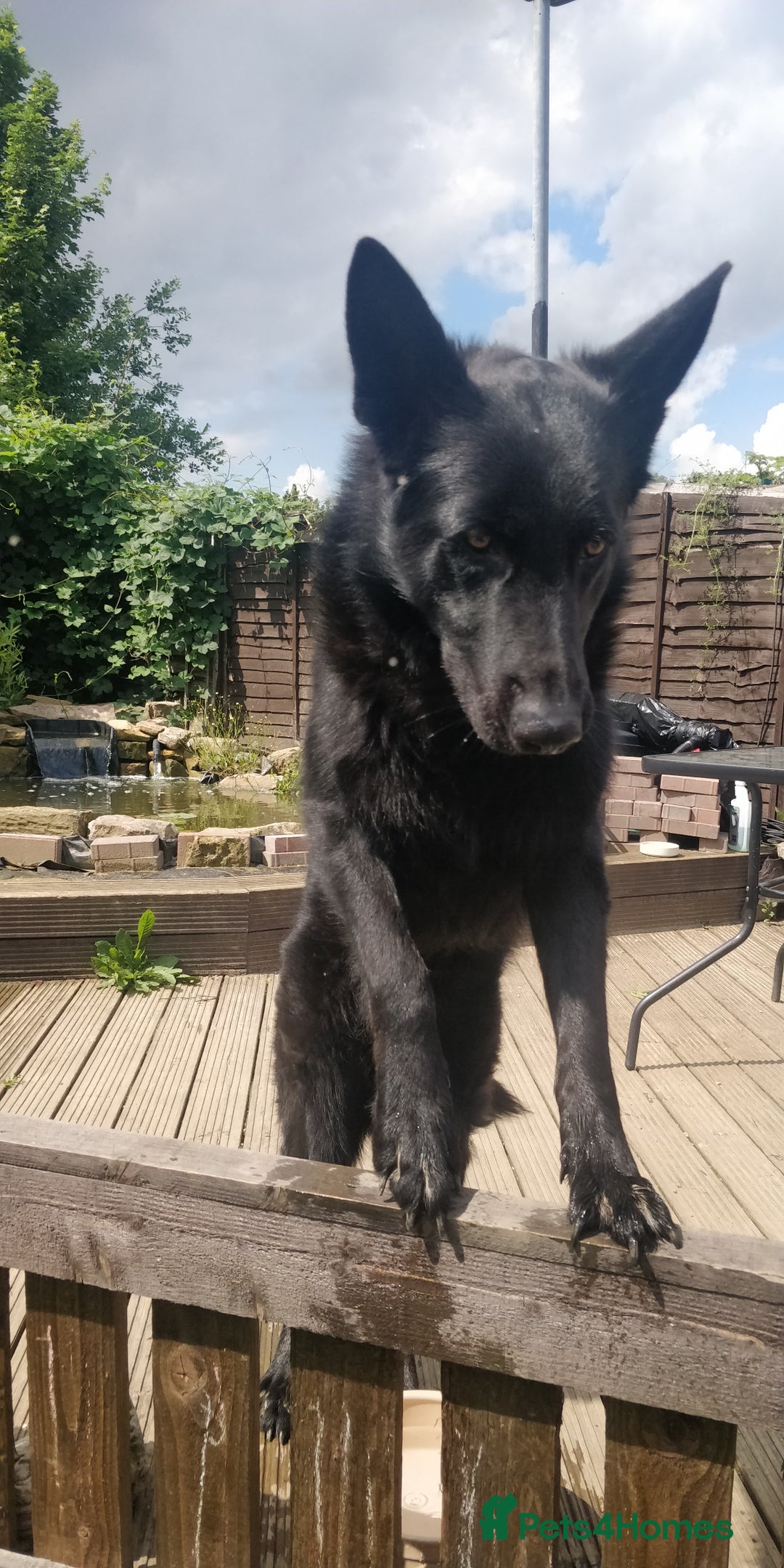 German Shepherd dogs for stud: German shepherd stud - Image 4
