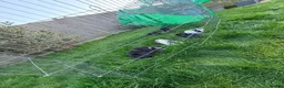 Mixed Breed rabbits for sale: Baby lop rabbits available  - Advert 12