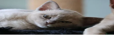 Burmese lilac girl 