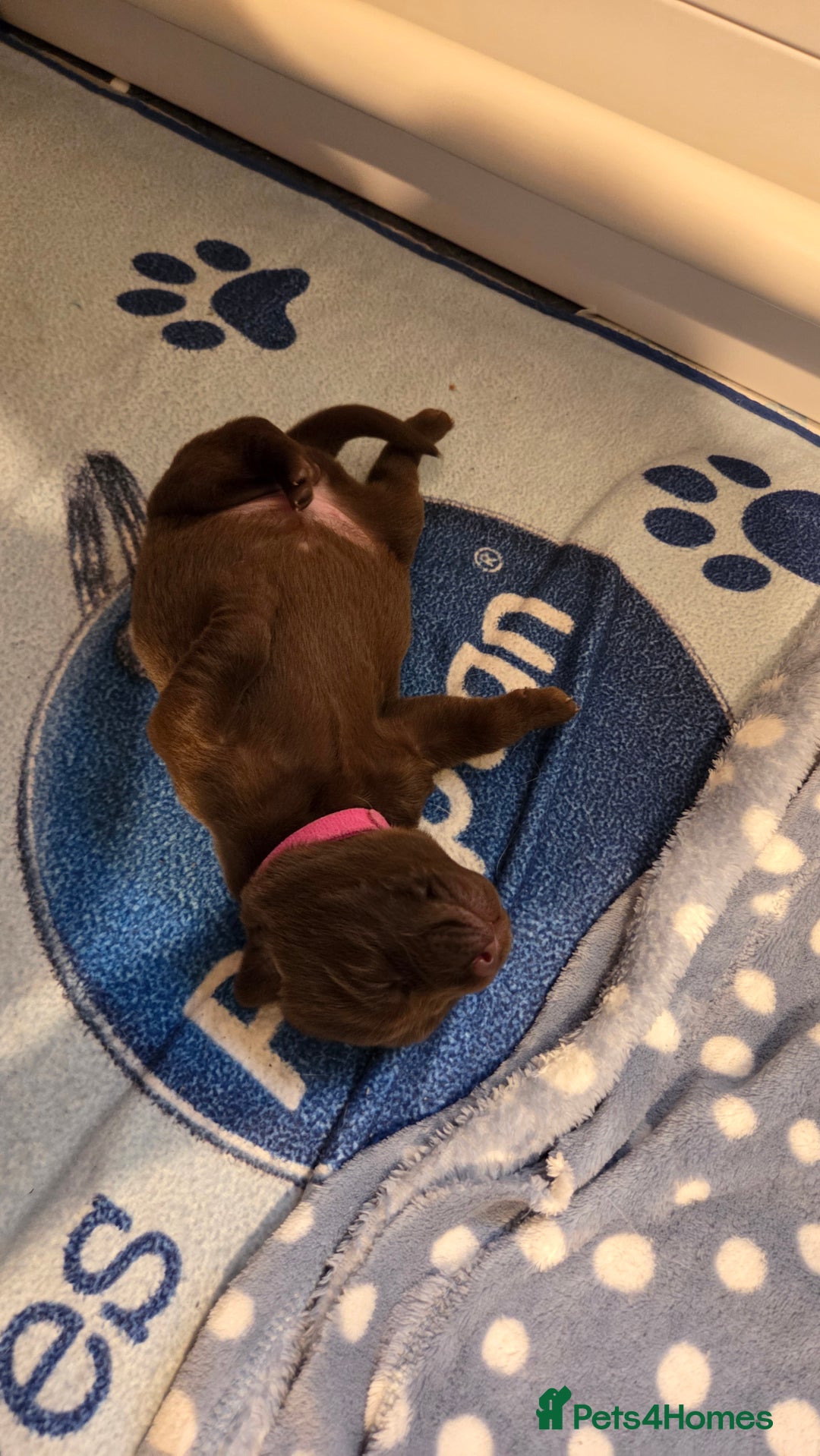 Labrador Retriever dogs for sale: Beautiful pedigree labrador puppies  - Image 39