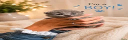 British Shorthair cats for sale: 🤎 Exceptional British Shorthair Kitten 🎃 - Advert 6
