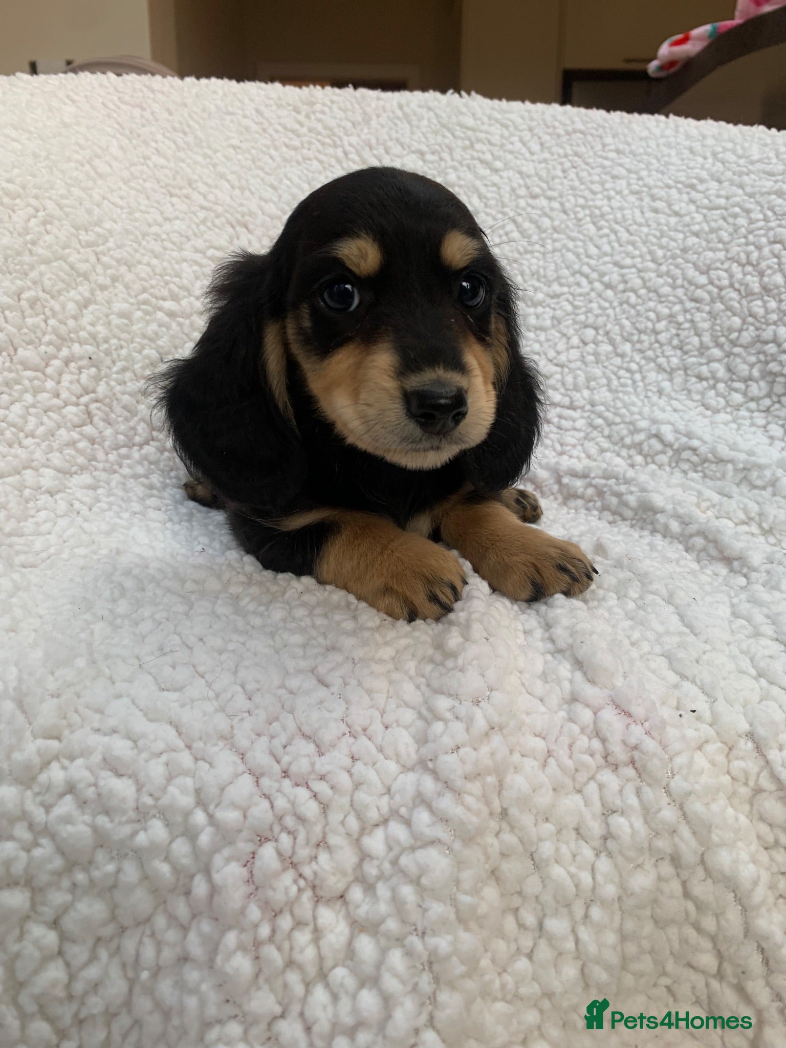 Miniature Dachshund dogs ****mini dachshunds *** - Advert 2