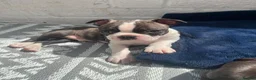 Boston Terrier dogs for sale: Brindle Boston terrier KC puppies  - Advert 8