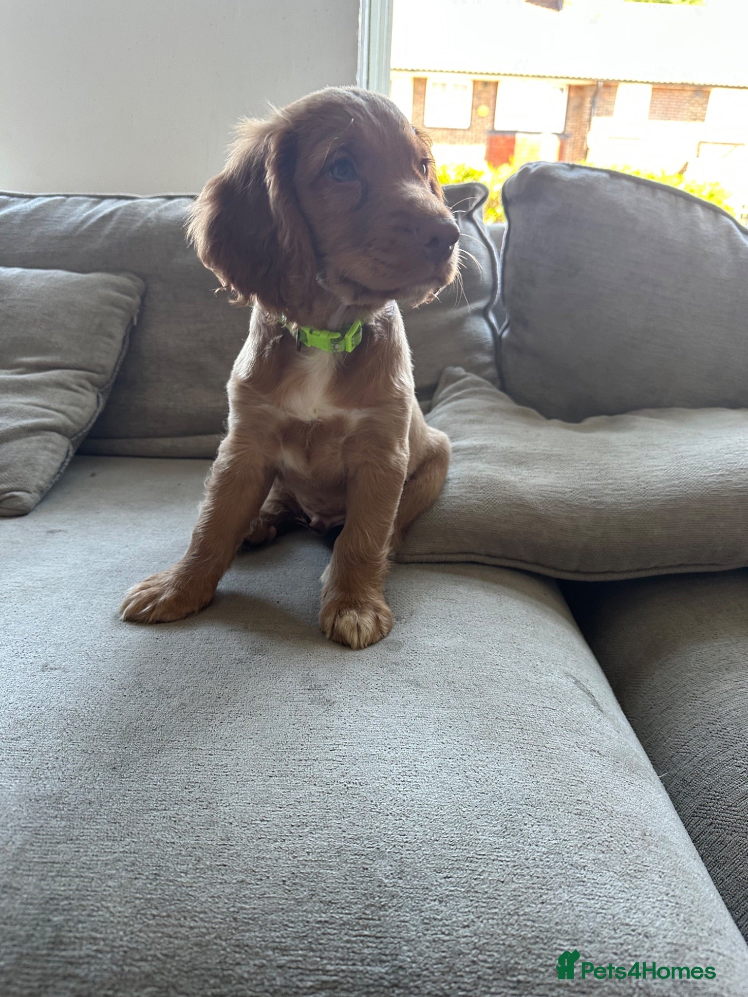 Cocker Spaniel dogs top class red cockers 3 boys left  - Advert 2