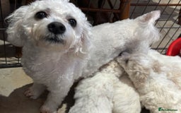 Bichon Frise dogs for sale: Bichon Frise Pups - Image 8