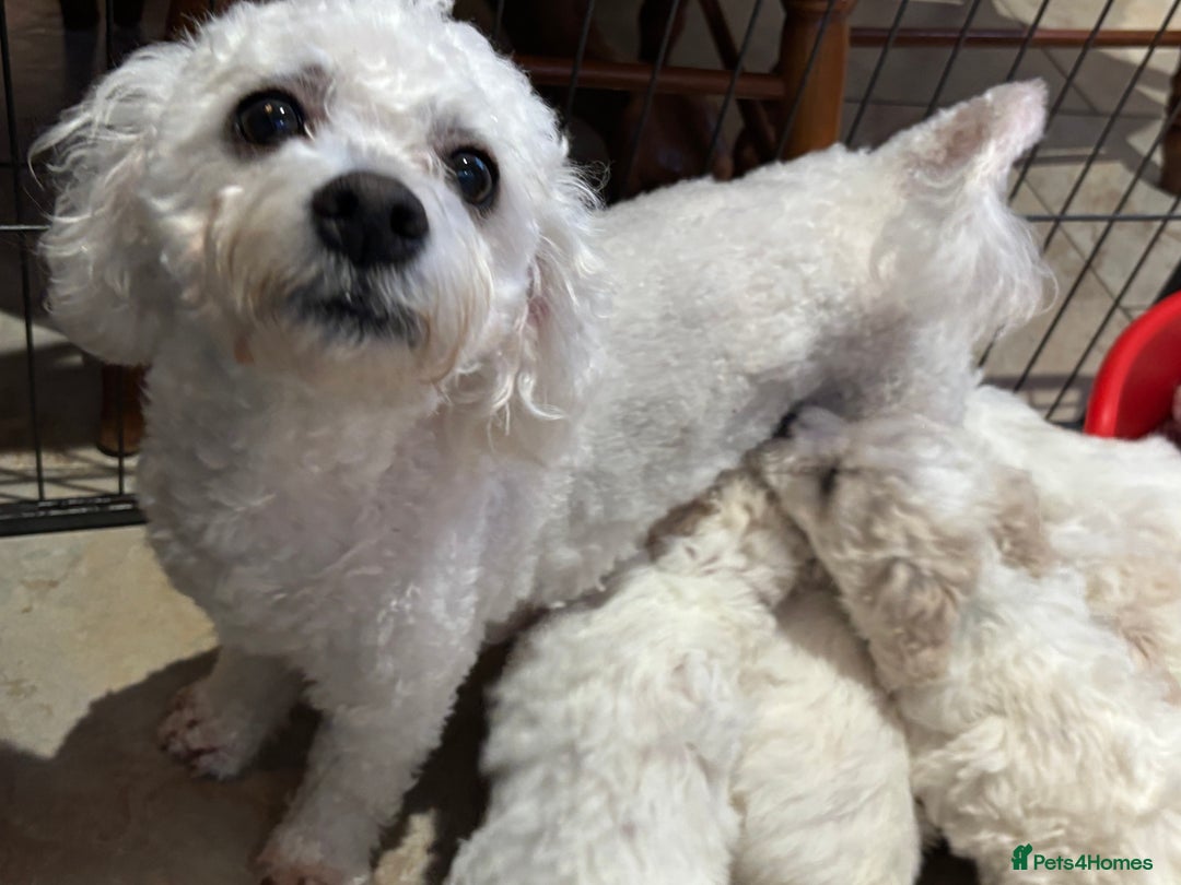 Bichon Frise dogs for sale: Bichon Frise Pups - Image 8