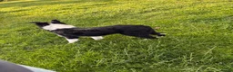 Border Collie dogs for sale: 7 month old ISDS registered bitch in Penrith - Advert 4